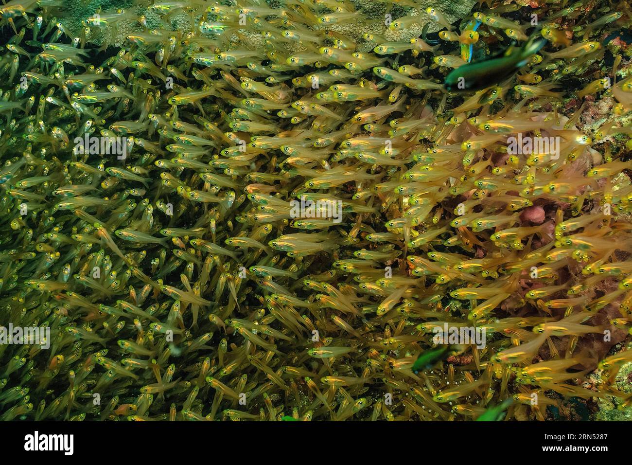 Secchio di spazzatrice pigmea (Parapriacanthus ransonneti) che nuota nella barriera corallina di fronte a piccoli coralli polipici di pietra (Acropora), Oceano Pacifico, Isola Yap Foto Stock