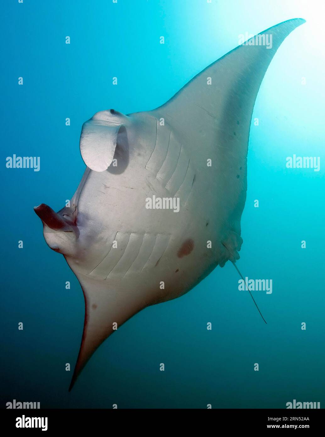 Immagine retroilluminata della parte inferiore della mante gigante (Manta birostris), Oceano Pacifico, Palau Foto Stock