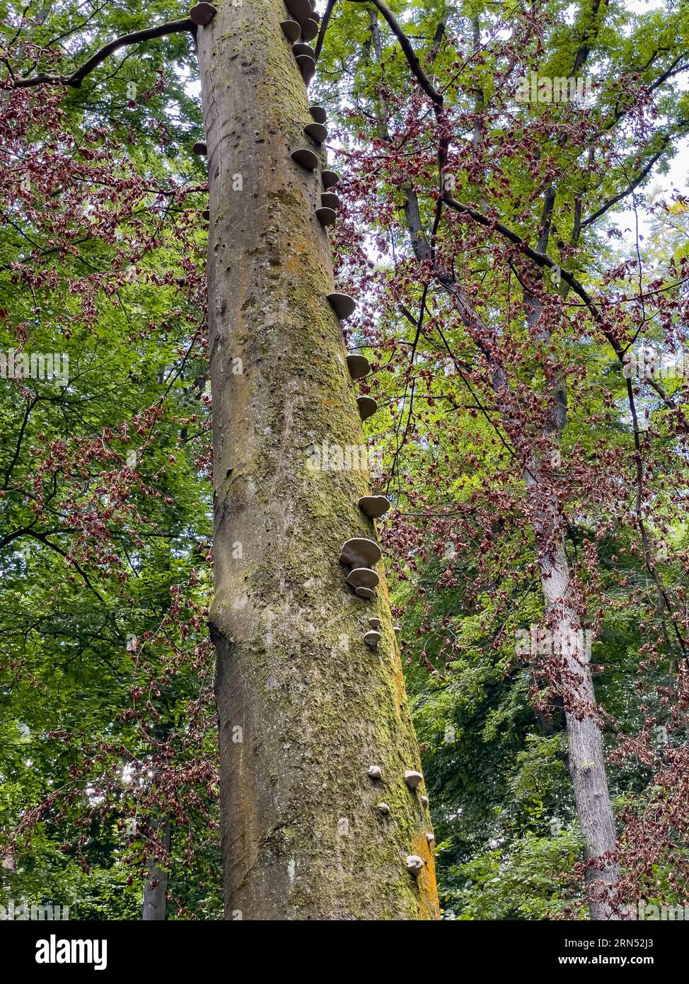 Tinder fungus (Fomes fomentarius), specie di fungo della famiglia Polyporaceae che cresce sul tronco di albero di faggio malato indebolito (Fagus) Foto Stock