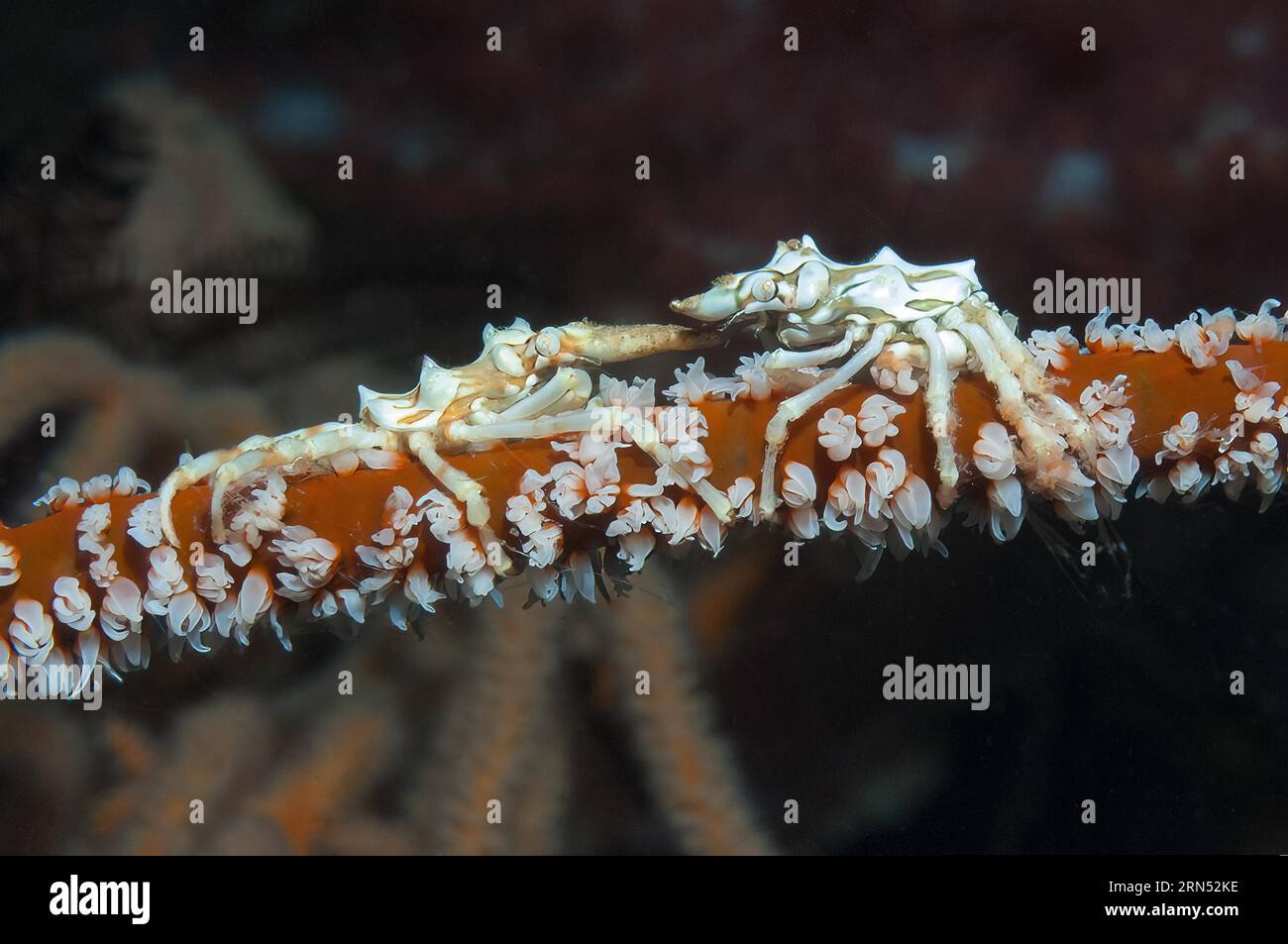 Coppia di gamberetti corallini (Xenocarcinus tuberculatus) seduti su coralli intrecciati (Cirrhipathes spiralis), Oceano Pacifico, Isola Yap, Isola Caroline Foto Stock