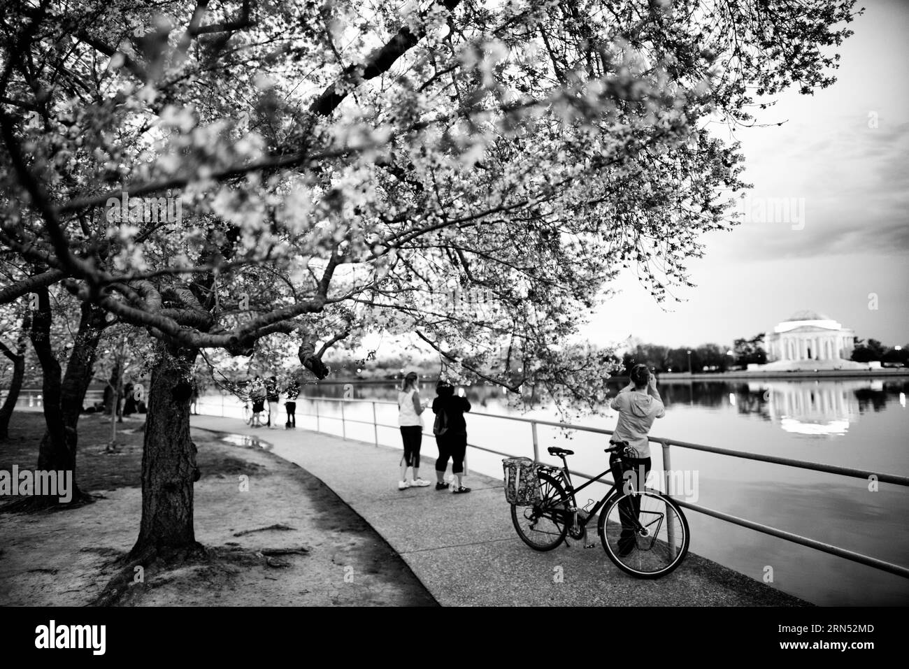 Fiori di ciliegio e Jefferson Memorial, Washington, D.C. Fotografia in bianco e nero che mostra i turisti lungo il bacino delle maree con alberi in fiore in primo piano. Foto Stock