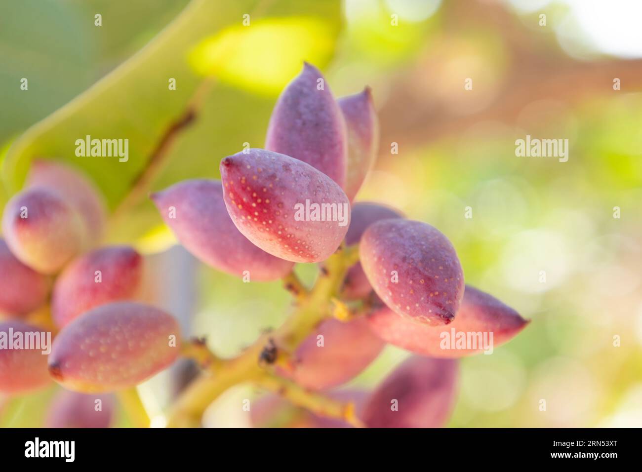 Vista ravvicinata di un mazzo di pistacchio Foto Stock