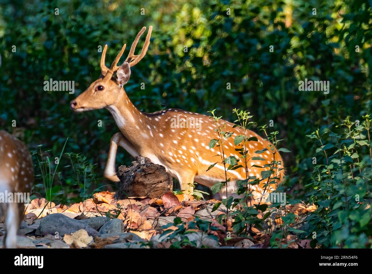 Un cervo avvistato che salta fuori dalla foresta Foto Stock