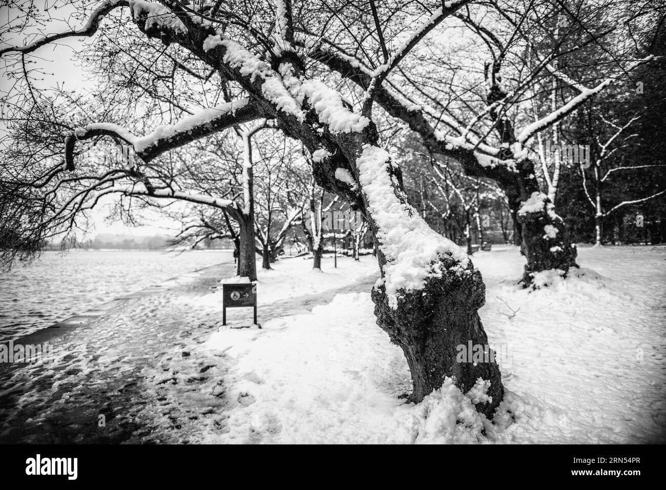 Ciliegi ricoperti di neve, bacino delle maree, Washington, D.C. Fotografia in bianco e nero che mostra gli alberi lungo la costa ricoperti da uno strato di neve. Foto Stock