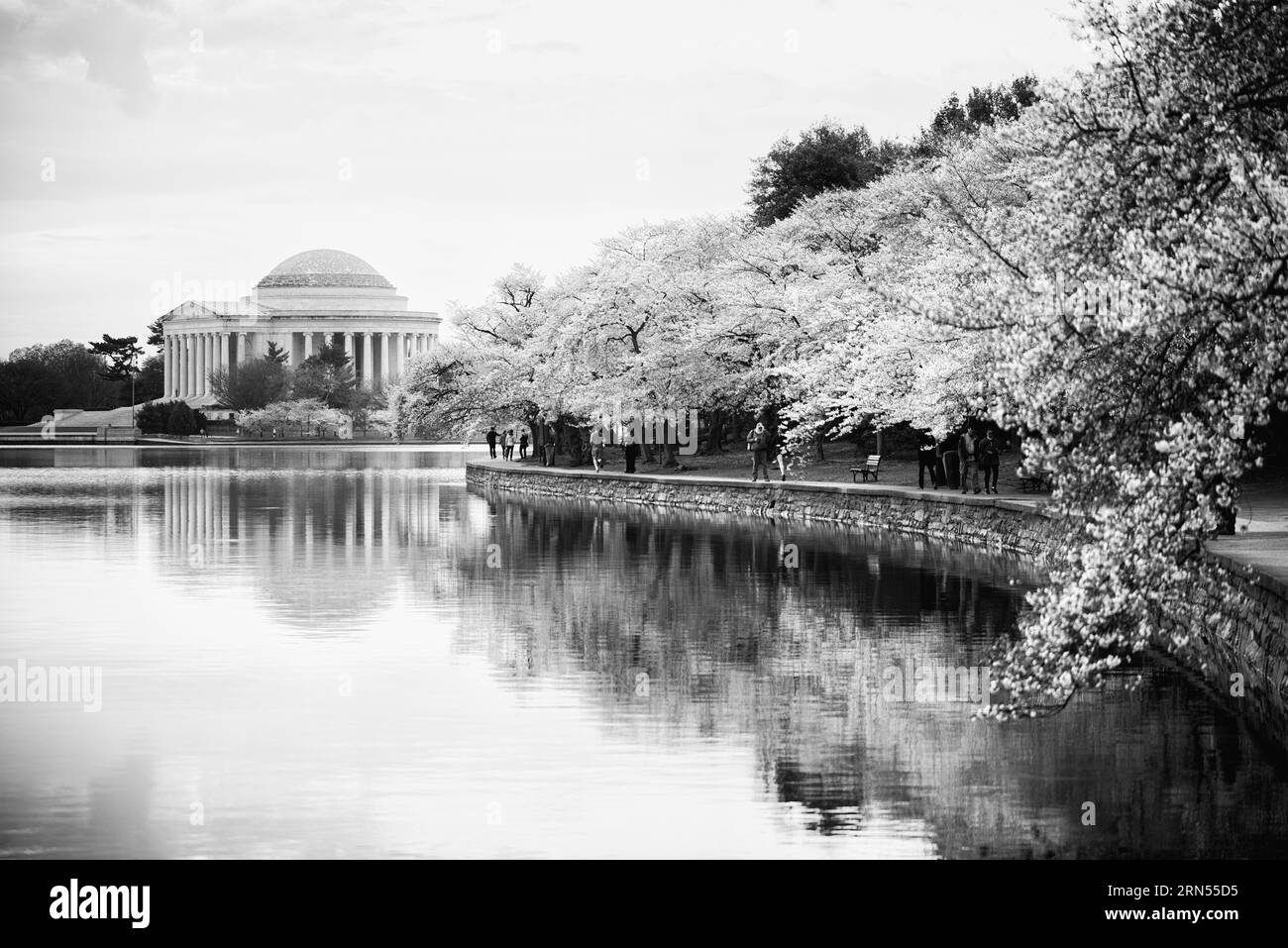 Jefferson Memorial e fiori di ciliegio, Washington, D.C. Fotografia in bianco e nero che mostra il memoriale riflesso nell'acqua, incorniciato da alberi fioriti. Foto Stock
