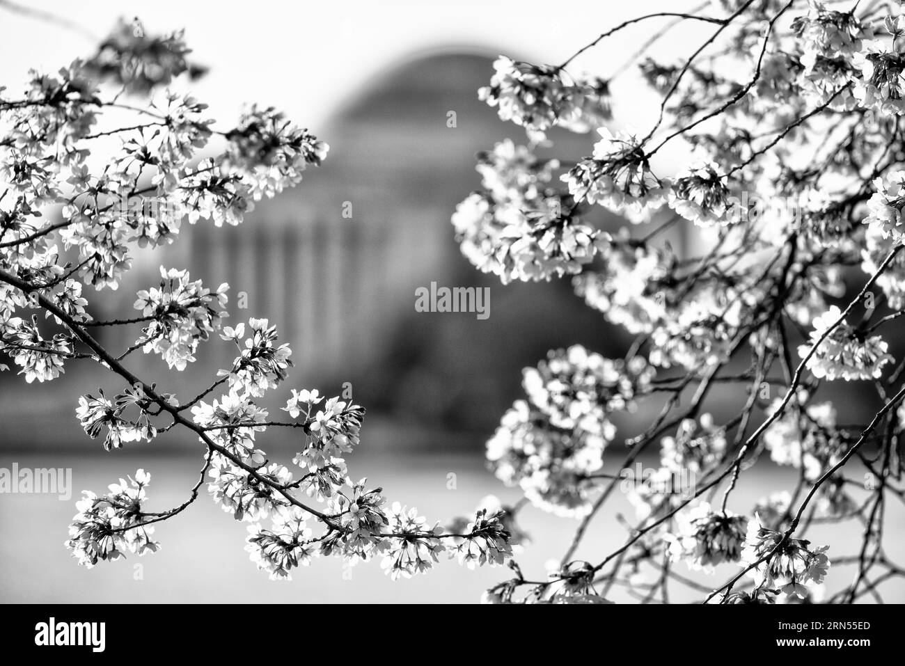 Fiori di ciliegio, bacino delle maree, Washington, D.C. la fotografia in bianco e nero mostra rami di fiori in primo piano, con il Jefferson Memorial visibile sullo sfondo. Foto Stock