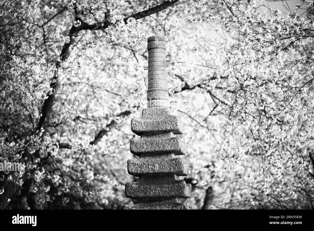 Pagoda giapponese e fiori di ciliegio, Tidal Basin, Washington, D.C. Fotografia in bianco e nero che mostra la pagoda di pietra circondata da ciliegi in fiore. Foto Stock