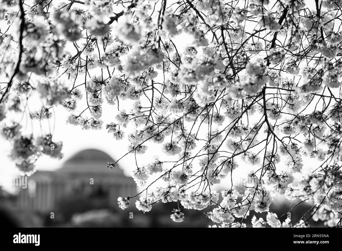 Fiori di ciliegio, bacino delle maree, Washington, D.C. la fotografia in bianco e nero mostra rami carichi di fiori, con il Jefferson Memorial visibile sullo sfondo. Foto Stock