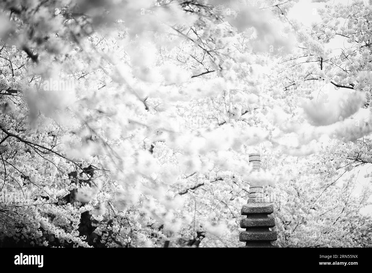Fiori di ciliegio e pagoda. La fotografia in bianco e nero mostra una prospettiva a basso angolo con la pagoda circondata da alberi fioriti. Foto Stock