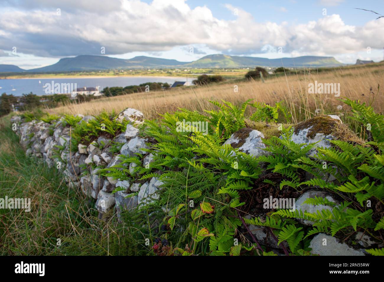 Bella felce che cresce su una parete di pietra sopra il mare lungo la selvaggia Atlantic Way. Mullaghmore, Sligo, Irlanda, Europa Foto Stock