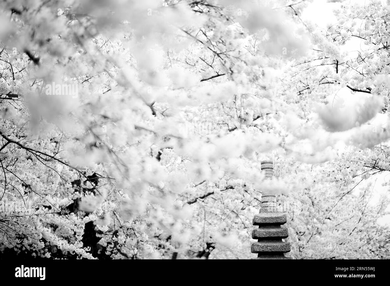 Fiori di ciliegio e pagoda. Fotografia in bianco e nero che mostra la pagoda parzialmente oscurata dai fiori. Foto Stock