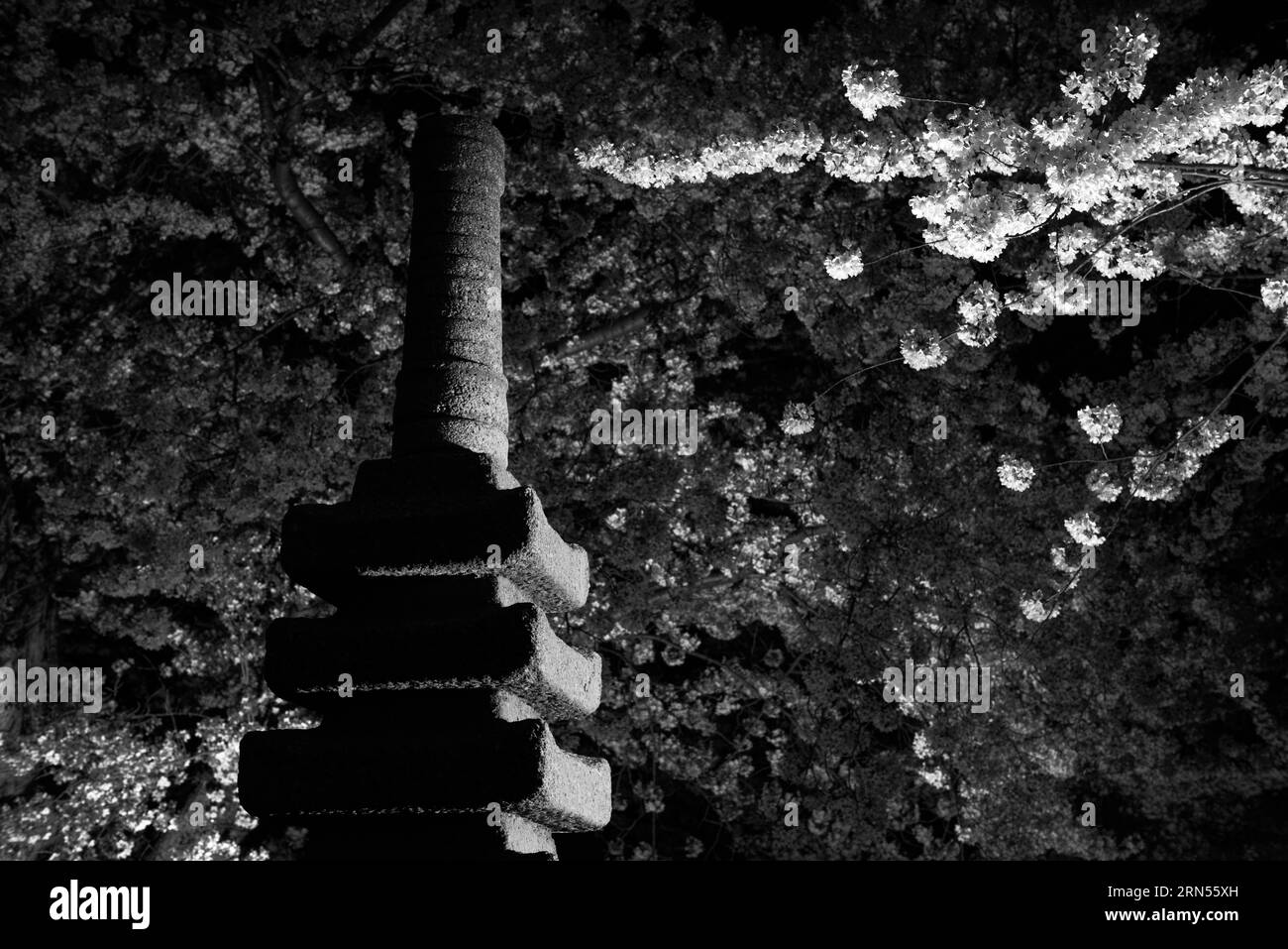 Pagoda giapponese e fiori di ciliegio di notte, Tidal Basin, Washington, D.C. la fotografia in bianco e nero mostra la scultura in pietra circondata da rami in fiore. Foto Stock