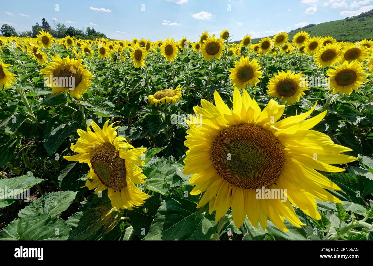 Girasoli in un campo vicino a Kabile. Drazhevo, Jambol, Bulgaria, Europa sudorientale Foto Stock