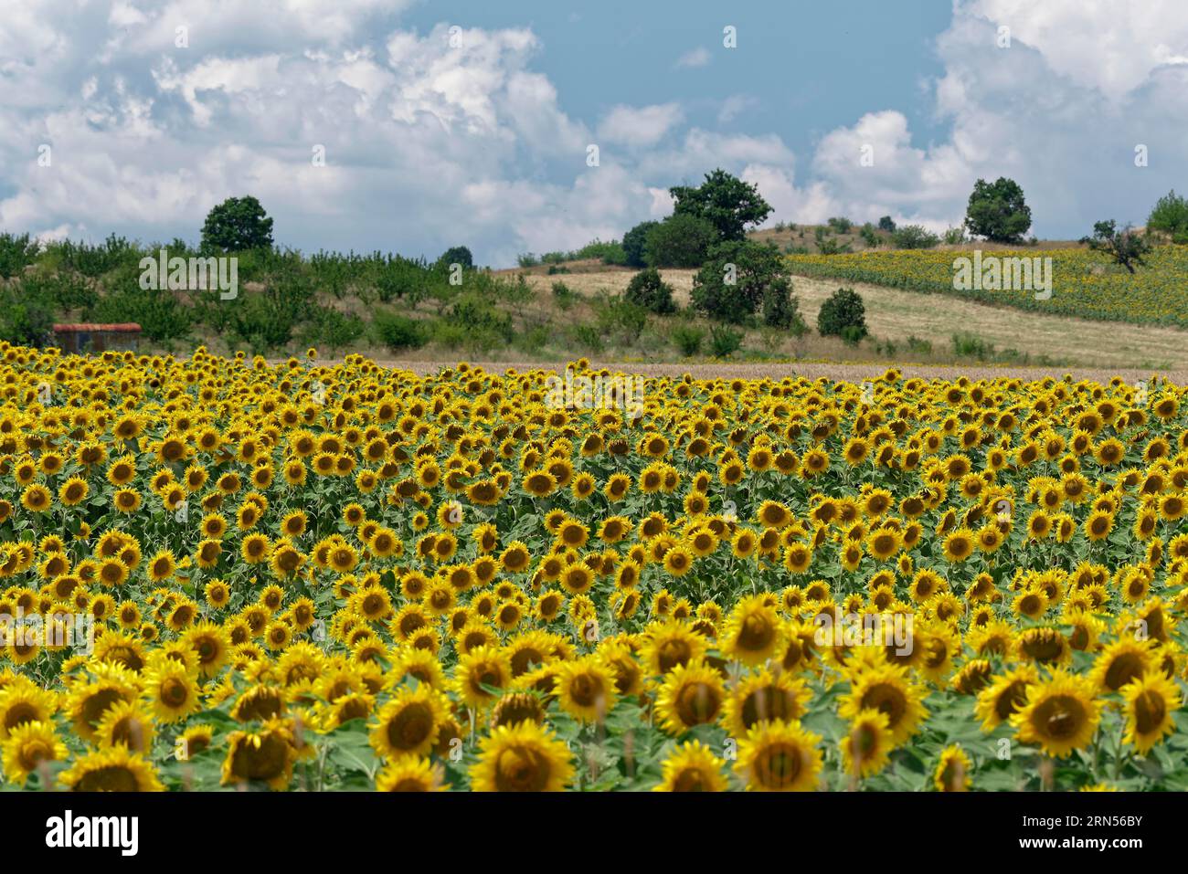 Campo con girasoli in fiore. Yerusalimovo, Chaskovo, Bulgaria, Europa sudorientale Foto Stock