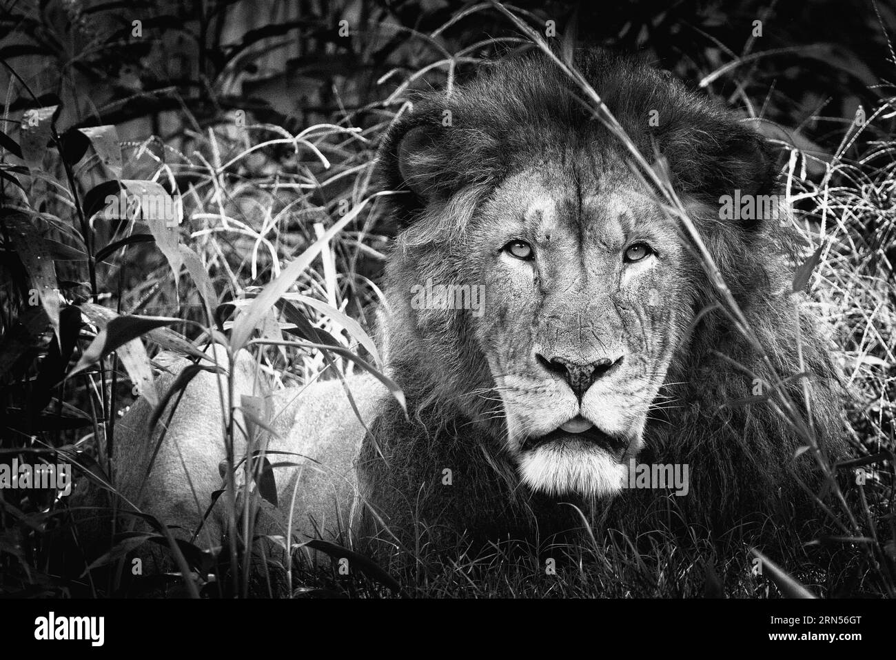 Ritratto di leone. La fotografia in bianco e nero mostra il volto e la criniera del leone circondati da erba alta. Foto Stock
