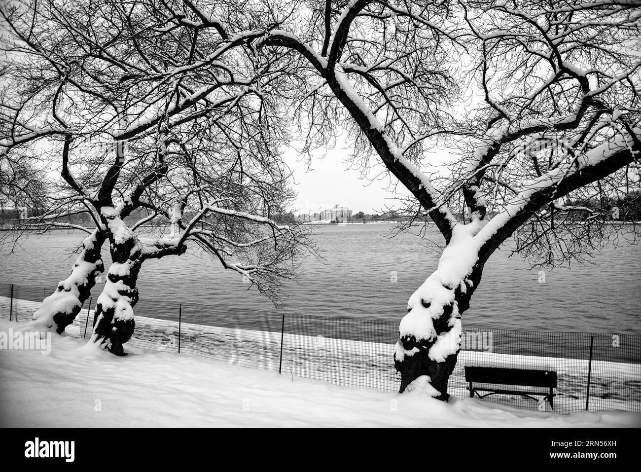Ciliegi innevati, bacino delle maree, Washington, D.C. Fotografia in bianco e nero che mostra gli alberi innevati lungo il bordo dell'acqua con il Jefferson Memorial in lontananza. Foto Stock