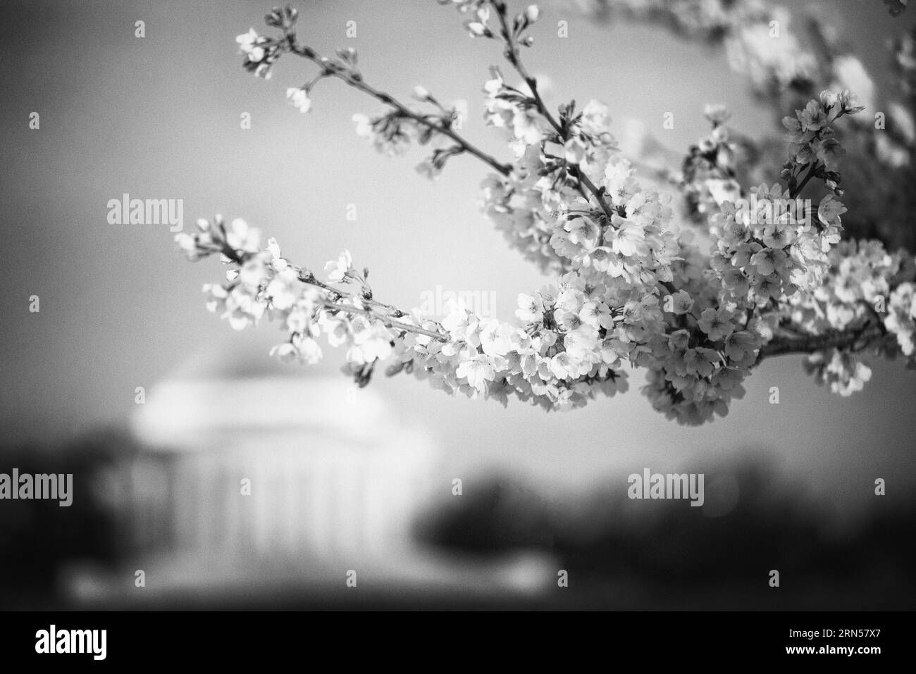 Fiori di ciliegio e Jefferson Memorial, Tidal Basin, Washington, D.C. Fotografia in bianco e nero che mostra i fiori a fuoco nitido, con il monumento leggermente sfocato sullo sfondo. Foto Stock
