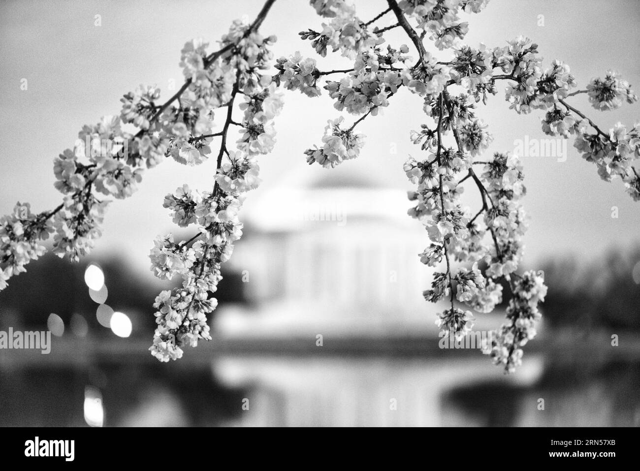 Fiori di ciliegio e Jefferson Memorial, Tidal Basin, Washington, D.C. Fotografia in bianco e nero che mostra i fiori in primo piano e il monumento sfocato sullo sfondo. Foto Stock
