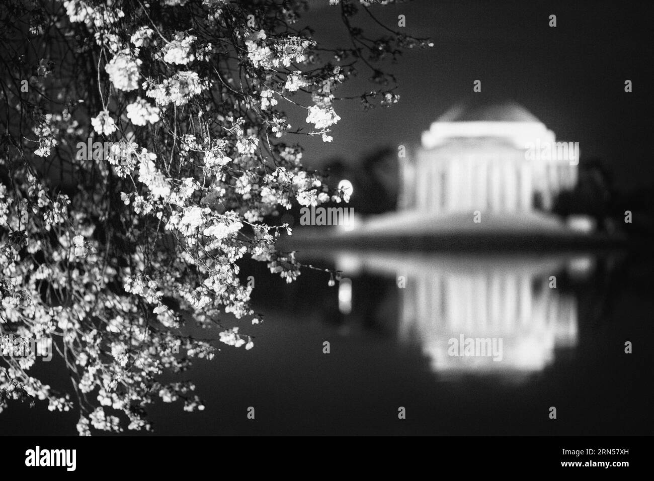 Fiori di ciliegio e Jefferson Memorial di notte, Tidal Basin, Washington, D.C. Fotografia in bianco e nero che mostra i fiori in primo piano e il monumento riflesso nell'acqua. Foto Stock