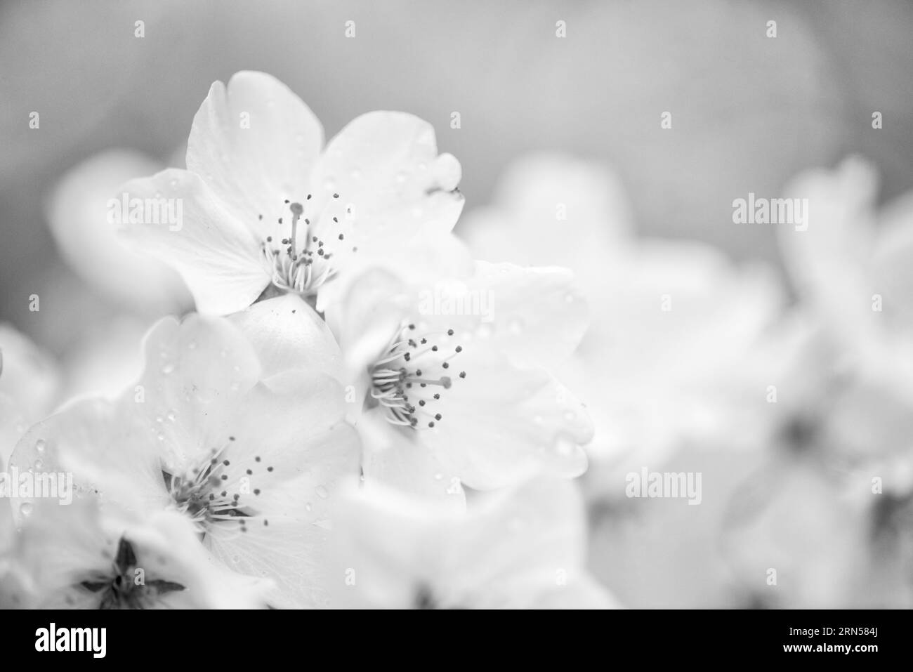 Fiori di ciliegio, bacino delle maree, Washington, D.C. la fotografia in bianco e nero mostra una vista ravvicinata dei fiori di ciliegio in luce soffusa. Foto Stock