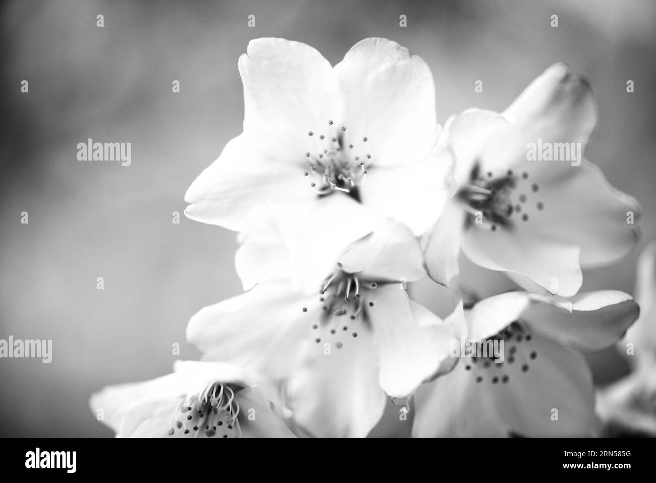 I fiori di ciliegio Yoshino, il bacino delle maree, Washington, D.C. la fotografia in bianco e nero mostra una vista ravvicinata dei delicati petali e della statura. Foto Stock