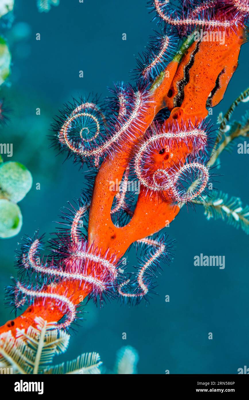 Brittlestar spinata di colore rosso scuro [Ophiothrix purpurea]. Tulamben, Bali, Indonesia. Foto Stock