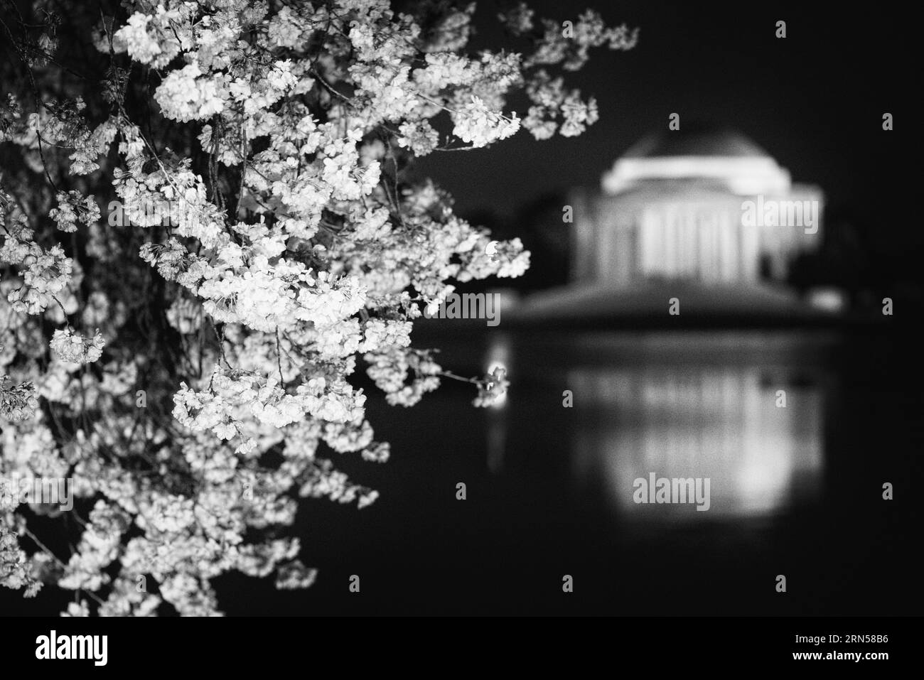 Fiori di ciliegio e Jefferson Memorial, Tidal Basin, Washington, D.C. Fotografia in bianco e nero che mostra i fiori in primo piano e il monumento riflesso nell'acqua. Foto Stock