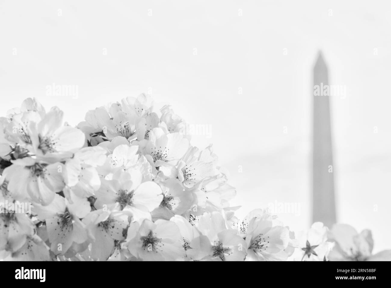 Fiori di ciliegio e Monumento a Washington, Tidal Basin, Washington DC. Fotografia in bianco e nero che mostra il monumento parzialmente oscurato da un gruppo di fiori. Foto Stock