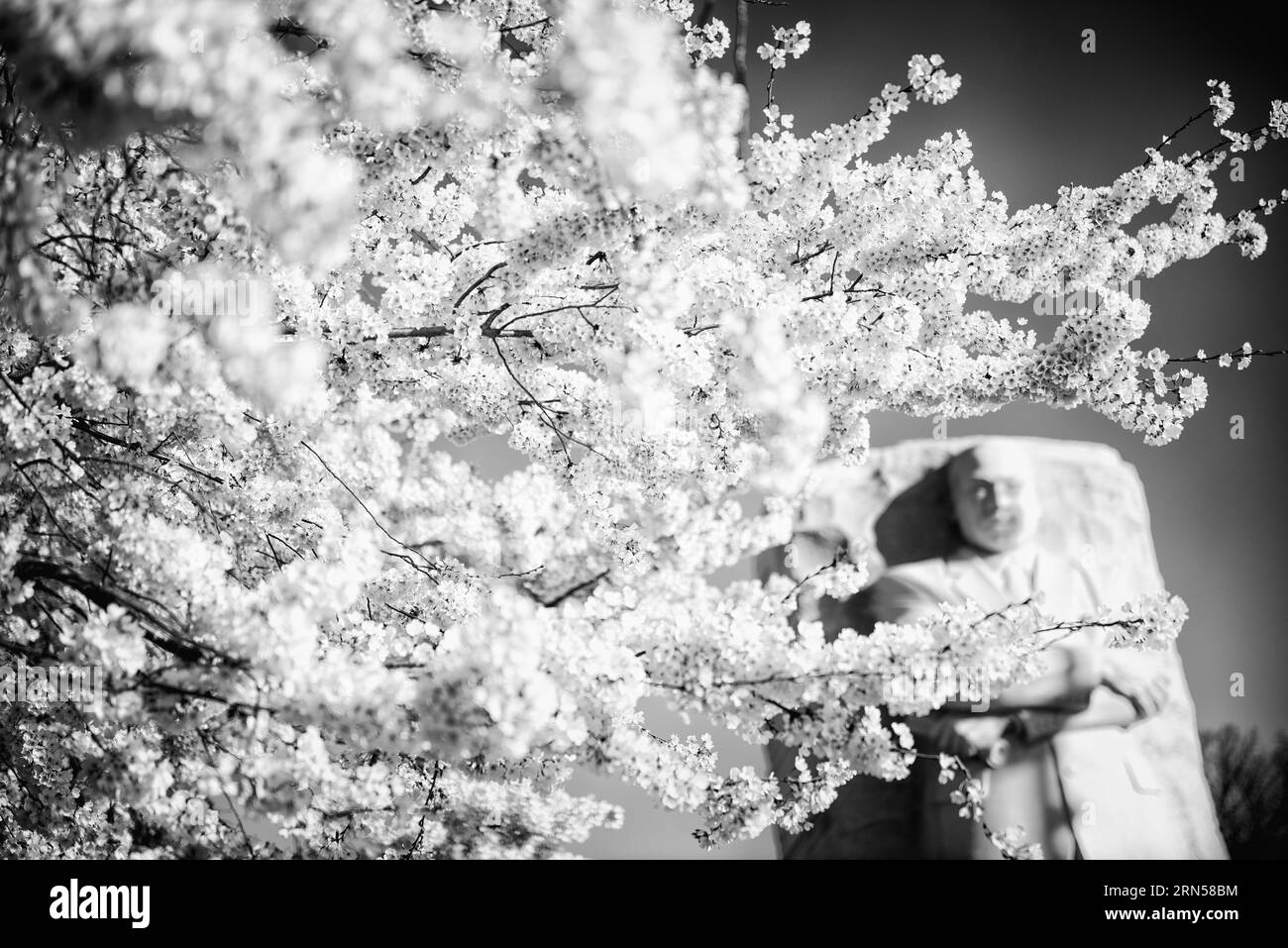 Fiori di ciliegio e il Martin Luther King Memorial, Tidal Basin, Washington D.C. Fotografia in bianco e nero che mostra i fiori in primo piano, oscurando parzialmente il monumento. Foto Stock