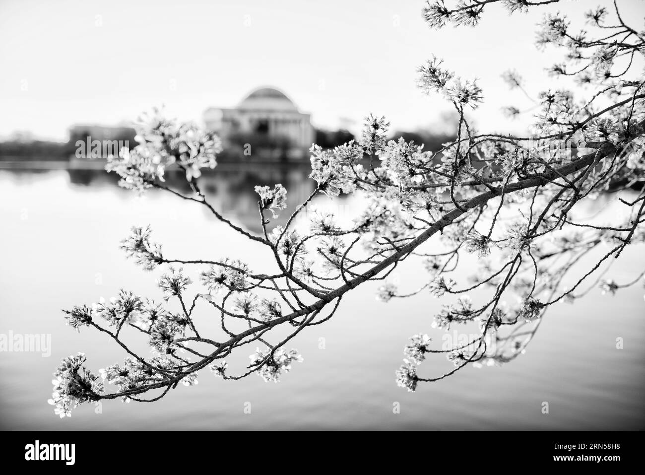 Fiori di ciliegio e Jefferson Memorial, Tidal Basin, Washington, D.C. Fotografia in bianco e nero che mostra rami con fiori in primo piano e Jefferson Memorial sullo sfondo attraverso l'acqua. Foto Stock