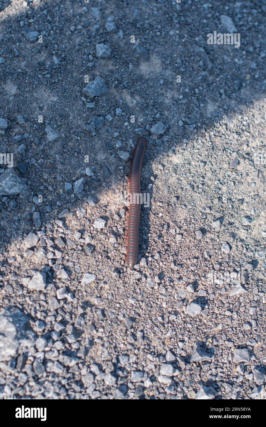 Immagine dello spazio di copia con motivo di sfondo naturale, risorse Web con texture Foto Stock