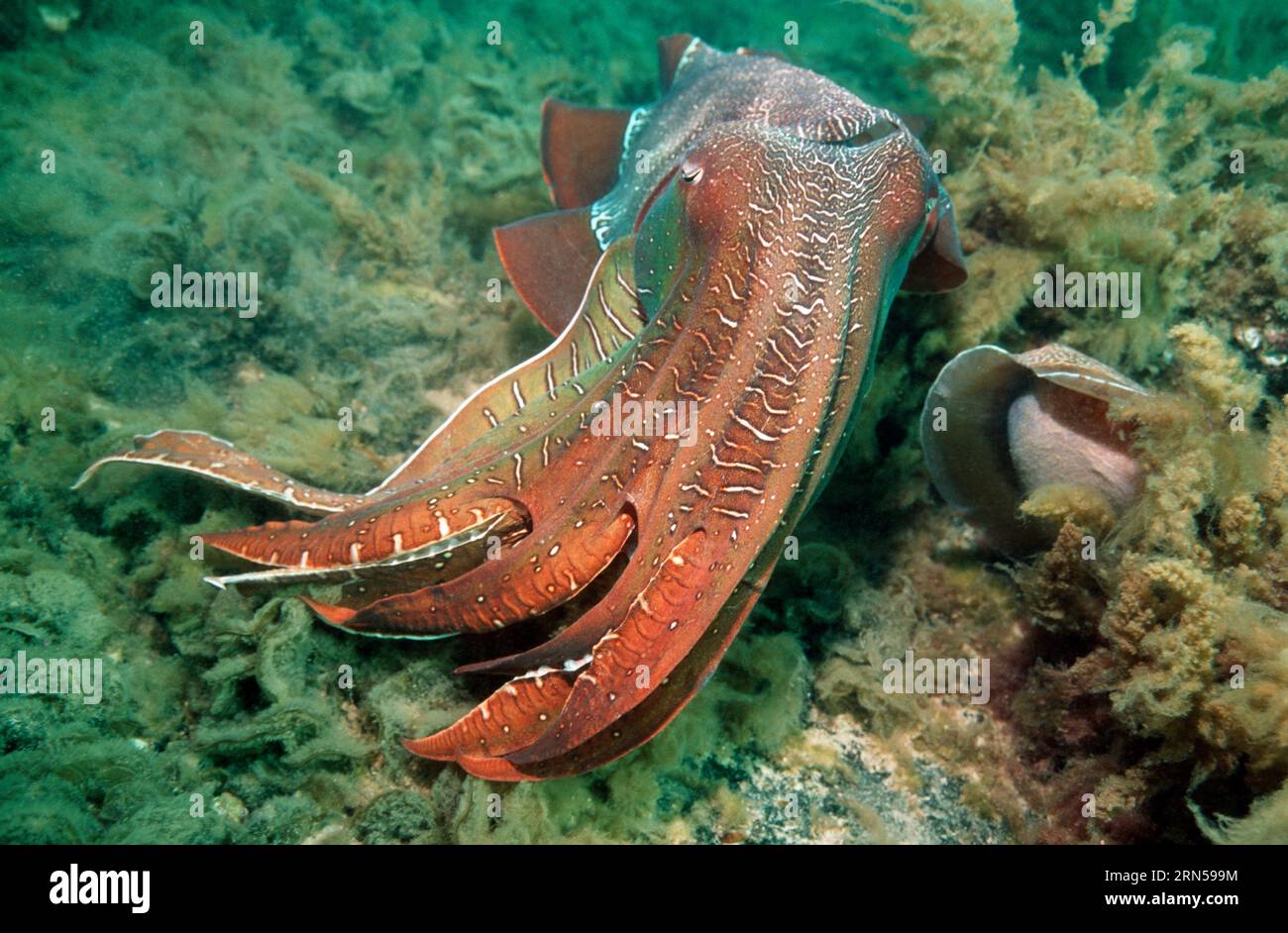 La seppia gigante (Sepia apama) maschio guardia uovo-posa femmina. Spencer Gulf, Whyalla, SA, Australia. Foto Stock