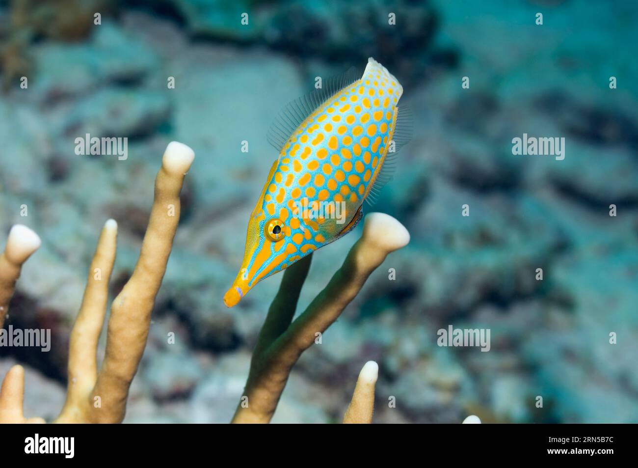 Longnose filefish (Oxymonacanthus longirostris). Mare delle Andamane, Thailandia. Foto Stock
