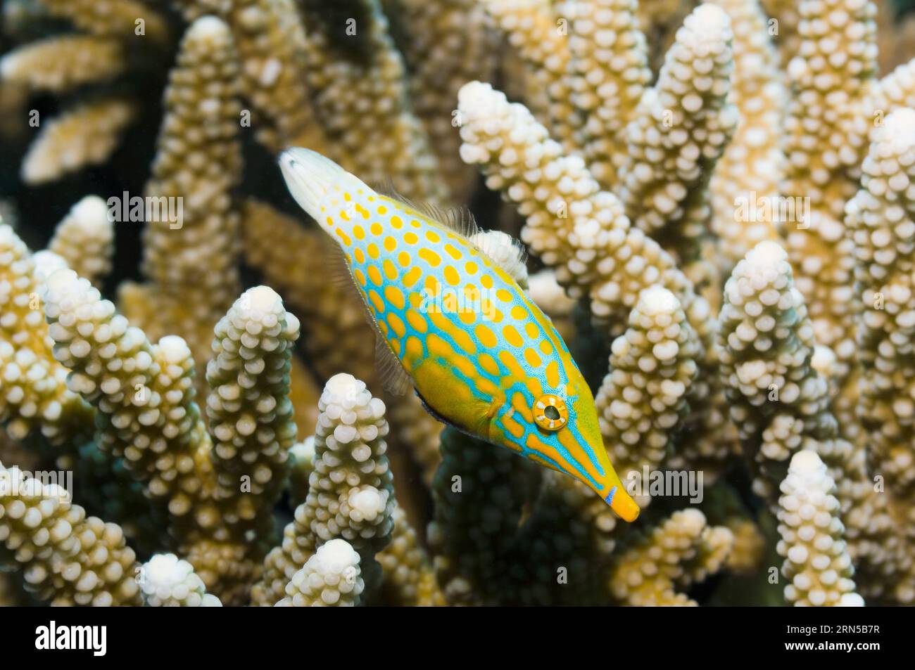 Longnose filefish (Oxymonacanthus longirostris). Mare delle Andamane, Thailandia. Foto Stock