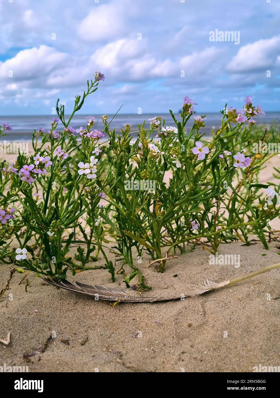 Fiori sulla spiaggia / Blumen am Strand Foto Stock