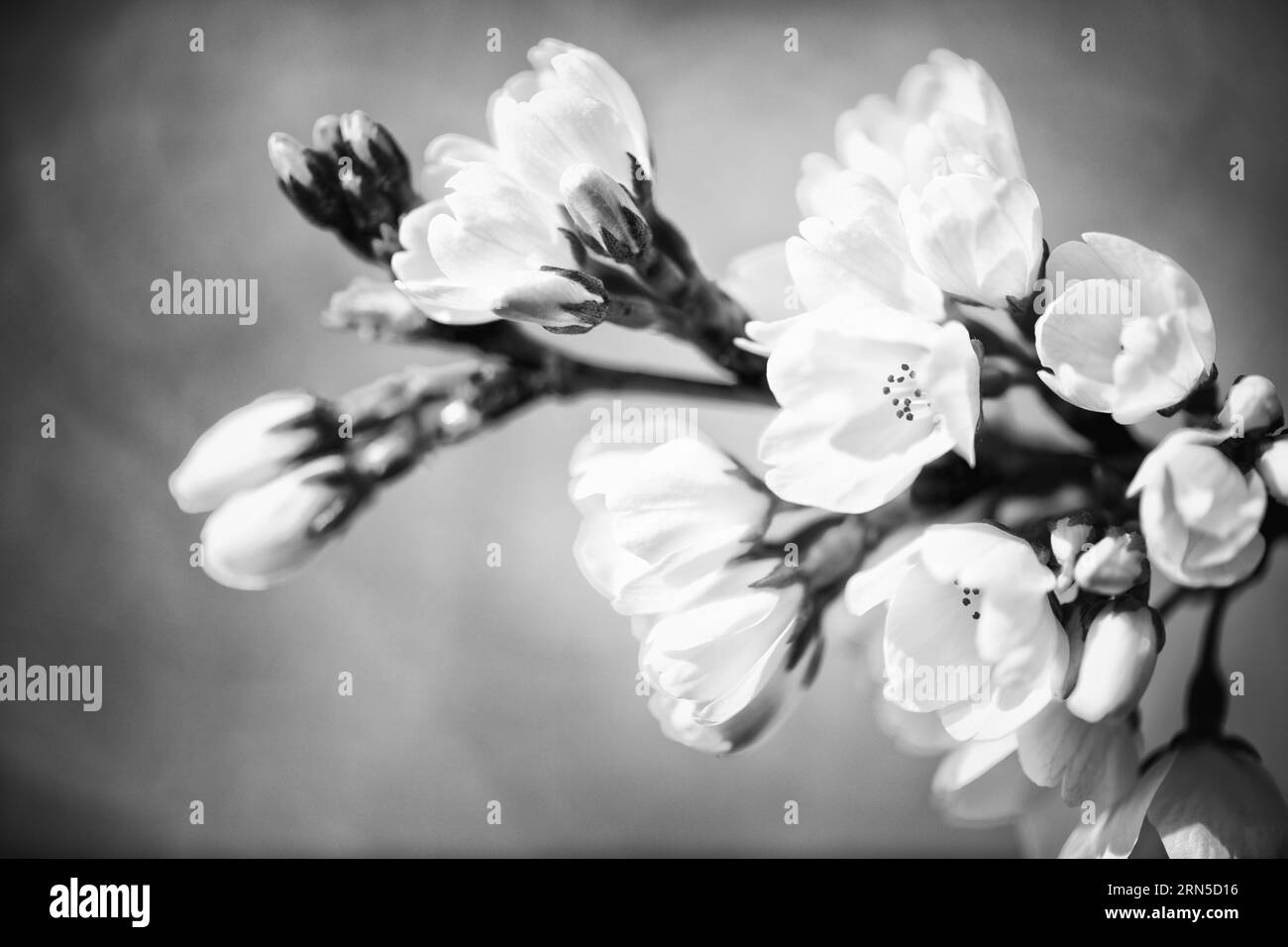 WASHINGTON DC, Stati Uniti - Una fotografia in bianco e nero dei famosi ciliegi fioriti di Washington DC. Ogni primavera, i ciliegi in piena fioritura avvolgono il bacino del Tidal, segnando l'inizio della primavera nella capitale della nazione. Questo evento annuale attira migliaia di persone, a simboleggiare la duratura amicizia tra Stati Uniti e Giappone, un dono di Tokyo nel 1912. Foto Stock