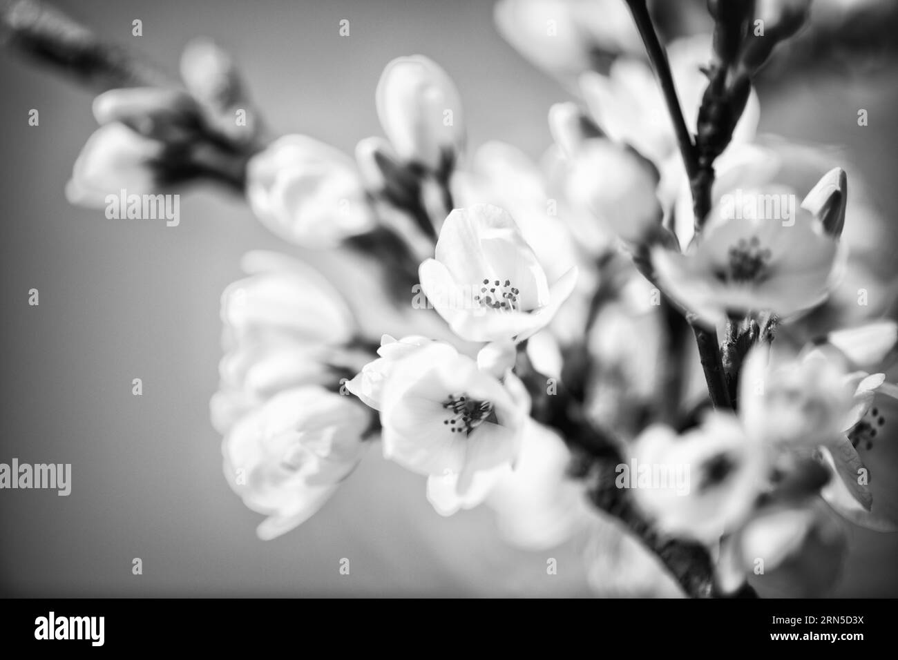 Fiori di ciliegio, bacino delle maree, Washington, D.C. la fotografia in bianco e nero mostra una vista ravvicinata dei fiori e dei rami. Foto Stock
