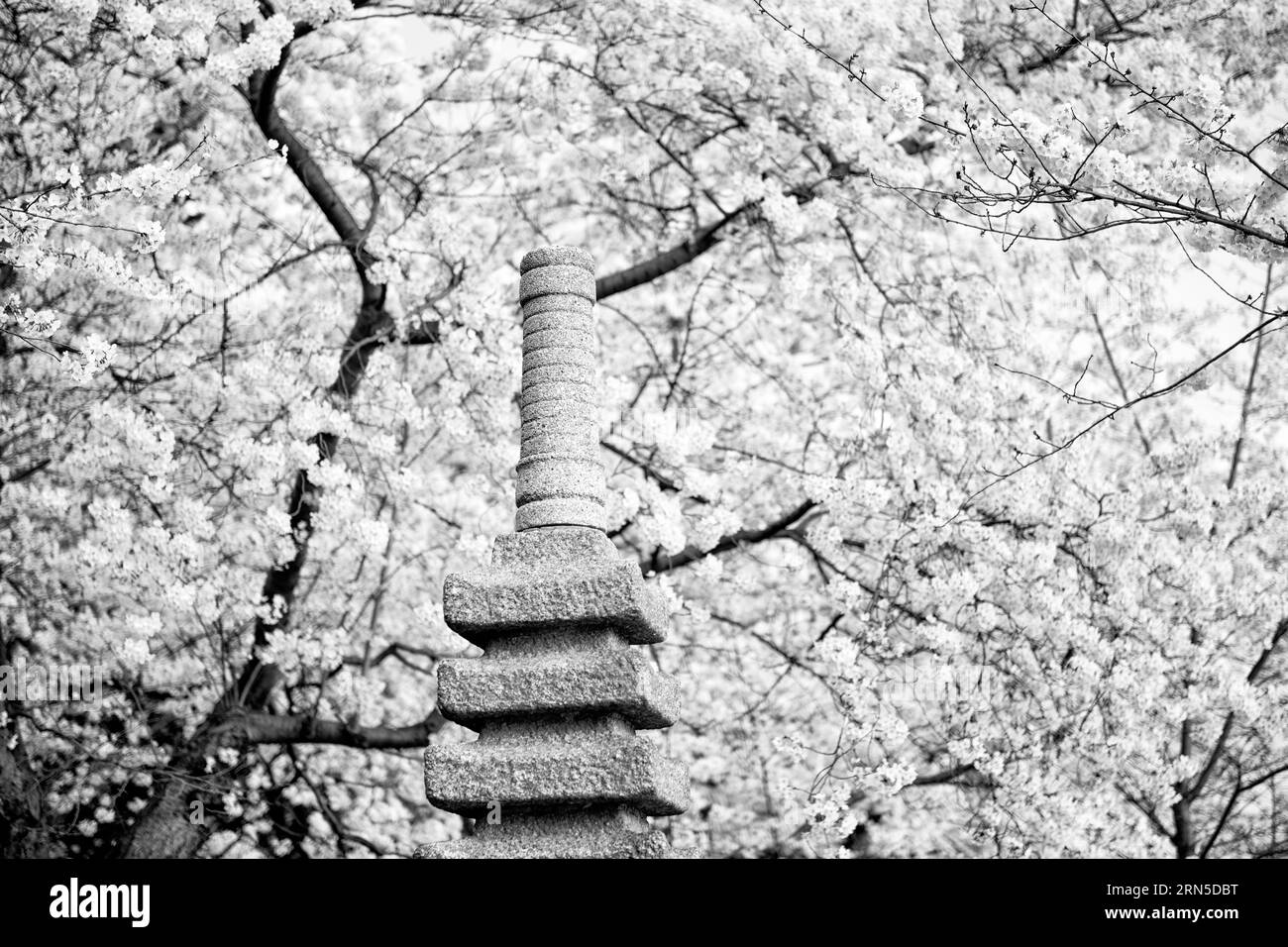 Pagoda giapponese, bacino delle maree, Washington, D.C. Fotografia in bianco e nero che mostra la pagoda di pietra circondata da fiori di ciliegio. Foto Stock