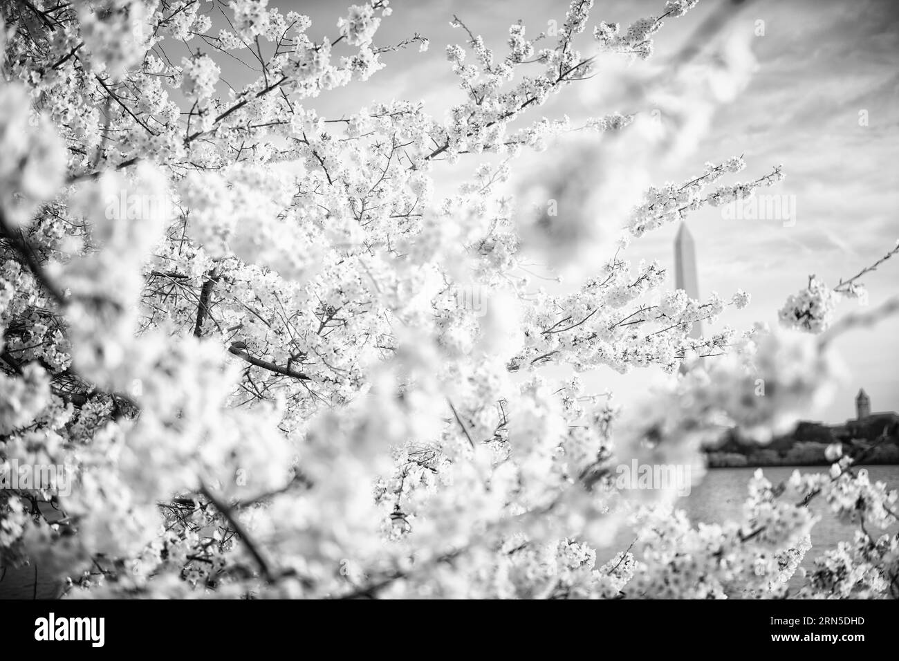 Fiori di ciliegio e Monumento a Washington, Tidal Basin, Washington, D.C. Fotografia in bianco e nero che mostra il monumento sullo sfondo, parzialmente oscurata dagli alberi in fiore. Foto Stock