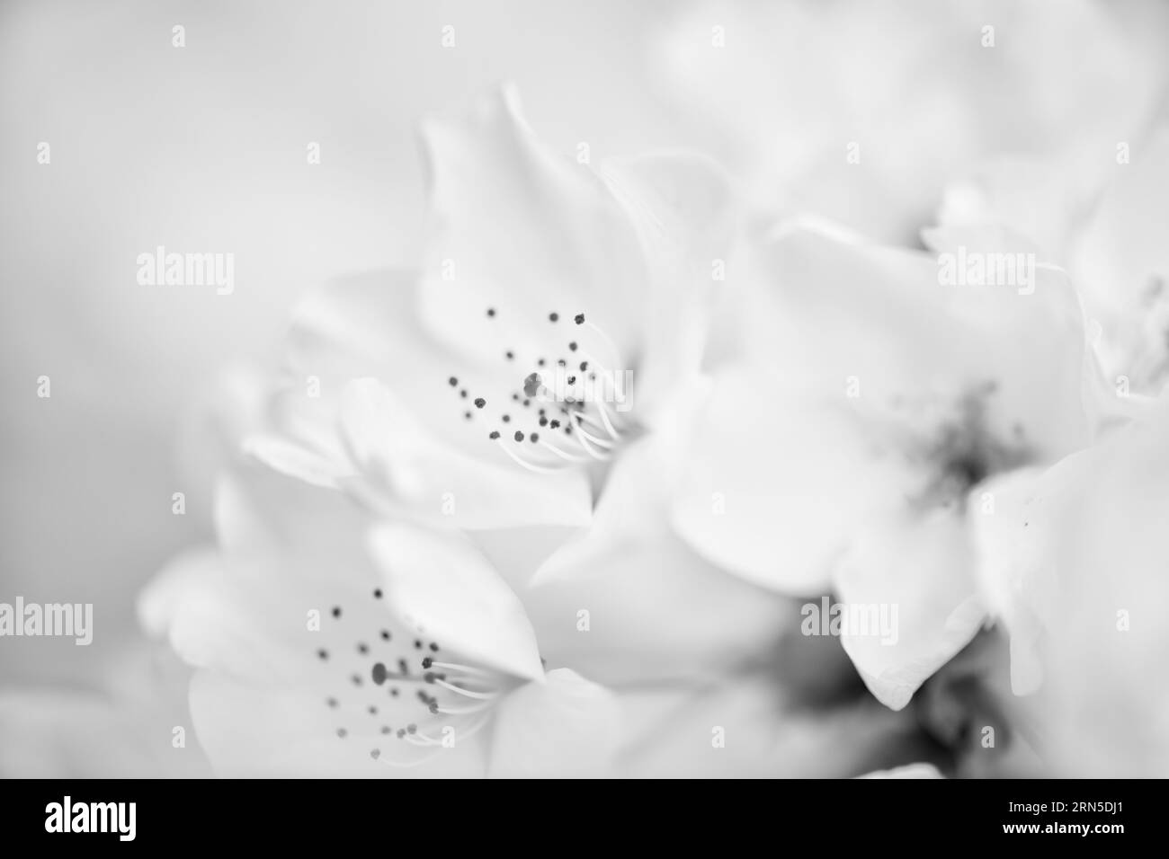 Fiori di ciliegio, bacino delle maree, Washington, D.C. la fotografia in bianco e nero mostra una vista ravvicinata dei fiori con una profondità di campo bassa. Foto Stock