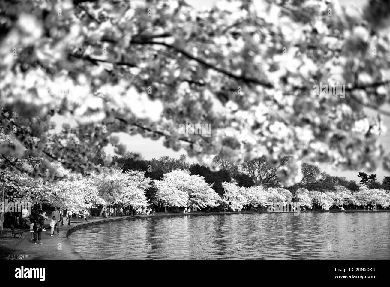 Fiori di ciliegio, bacino delle maree, Washington, D.C. la fotografia in bianco e nero mostra gli alberi in piena fioritura lungo il bordo dell'acqua. Foto Stock