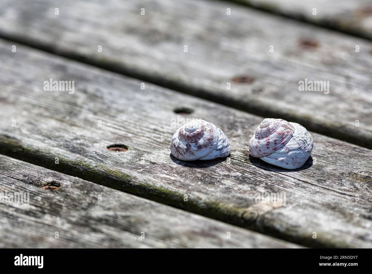 Due conchiglie affiancate, conchiglie su un tavolo di legno, Isola di Scilly, Cornovaglia, Inghilterra, Gran Bretagna Foto Stock