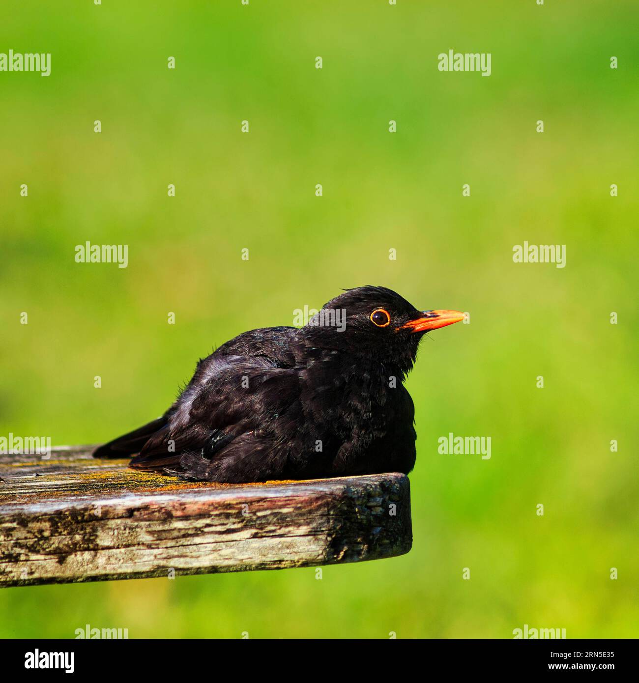 Blackbird (Turdus merula), sdraiato su una panchina, prendisole, St Mary's, Isles of Scilly, Cornovaglia, Inghilterra, Regno Unito Foto Stock