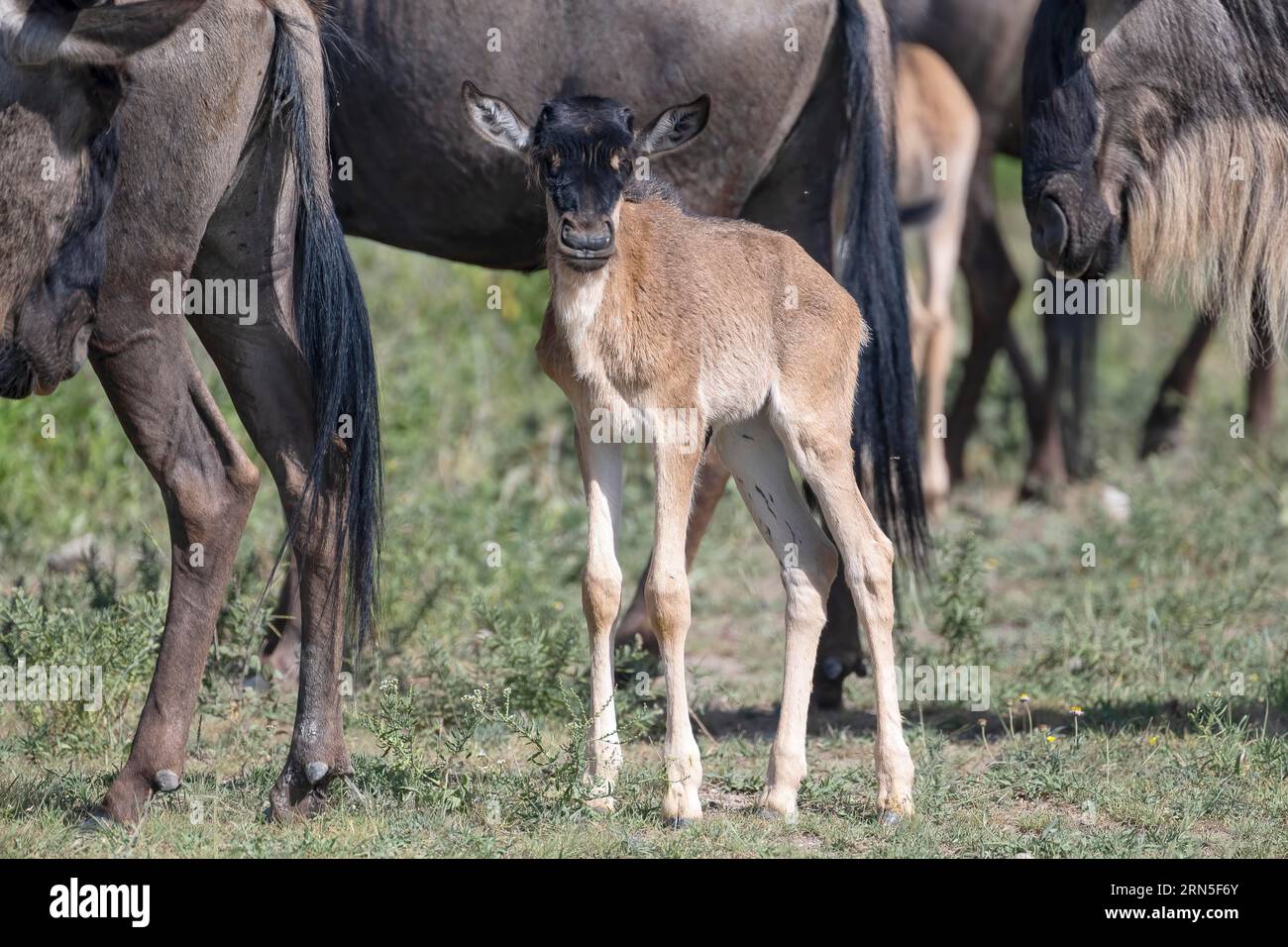 GNU (Connochaetes), vitello, neonato, giovane animale, contatto visivo, Ndutu Conservation area, Tanzania Foto Stock