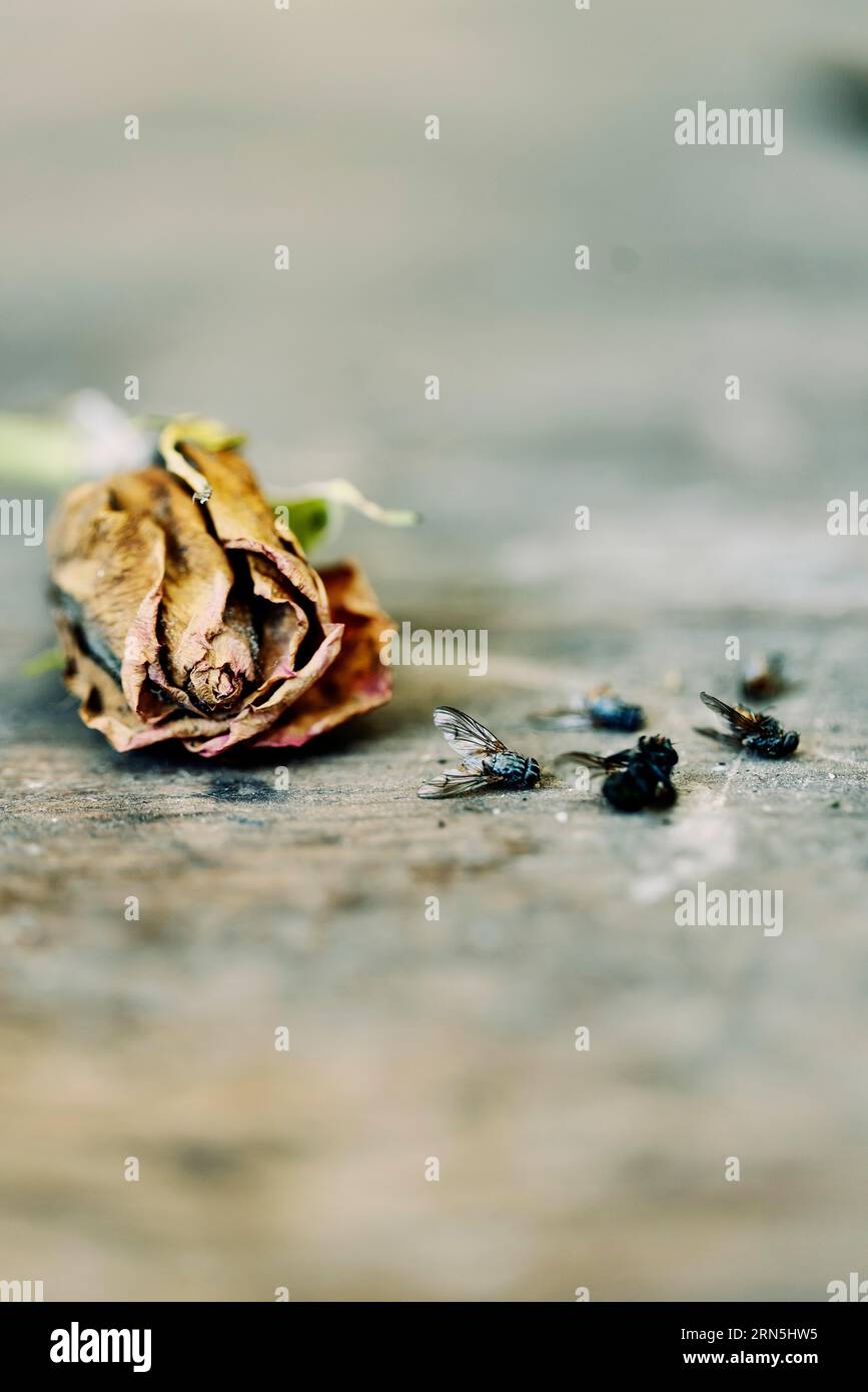 Natura morta, rosa sbiadita e mosche morte si trovano insieme su un tavolo di legno e simboleggiano la transienza, primo piano, Colonia, Renania settentrionale-Vestfalia, Germania Foto Stock