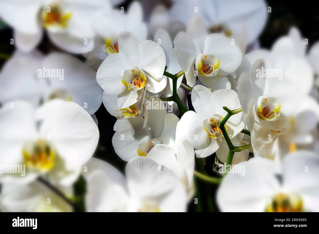 Orchidea farfalla (Phalaenopsis Hybrid), in un centro giardino, Allgaeu, Baviera, Germania Foto Stock