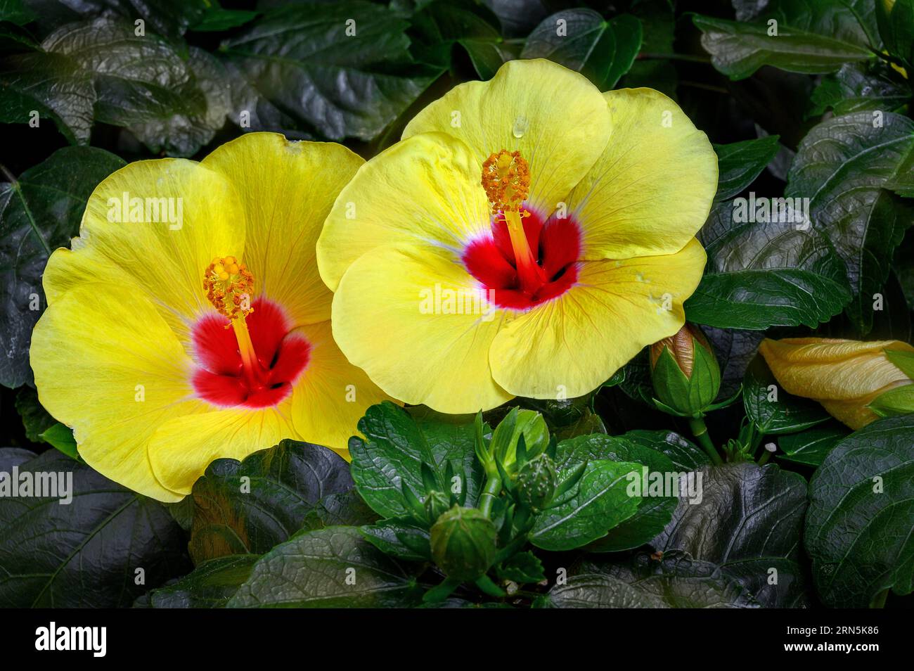Hibiscuses (Hibiscus), Allgaeu, Baviera, Germania Foto Stock