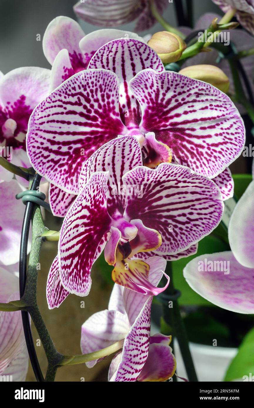 Orchidea farfalla (Phalaenopsis Hybrid), in un centro giardino, Allgaeu, Baviera, Germania Foto Stock