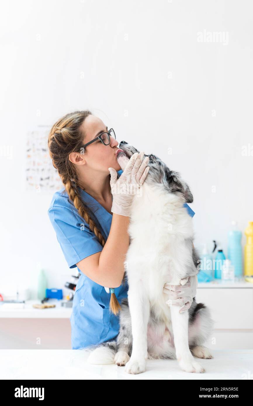 Cane leccare femmina veterinario bocca clinica Foto Stock