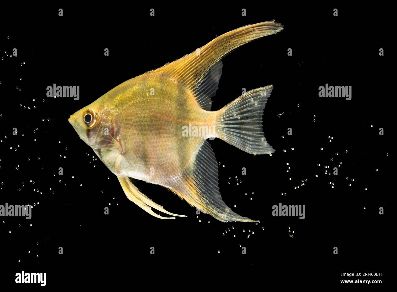 Giallo bellissimo pesce betta isolato bolle di fondo nero Foto Stock